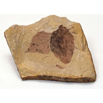 吉安化石現(xiàn)金交易現(xiàn)金上門收購化石電話