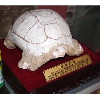 吉安化石現(xiàn)金交易現(xiàn)金上門收購化石電話