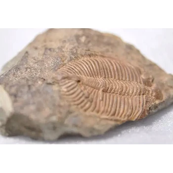 吉安化石現(xiàn)金交易現(xiàn)金上門收購化石電話