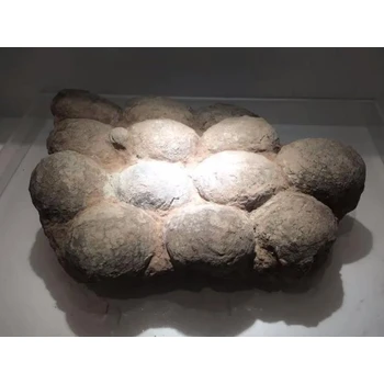 紹興化石收購(gòu)商電話(huà)線(xiàn)上免費(fèi)鑒定化石電話(huà)