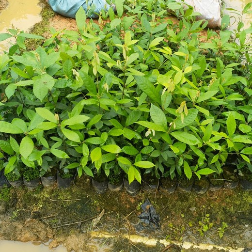 景德鎮(zhèn)從事福新苗圃赤皮青岡無紡布袋苗