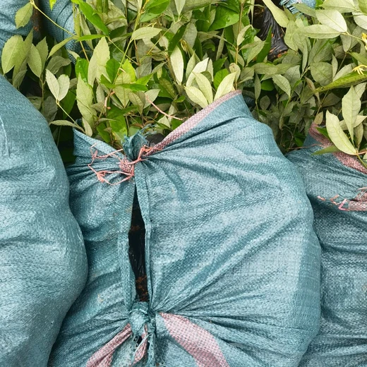 天心銷售福新苗圃赤皮青岡杯苗