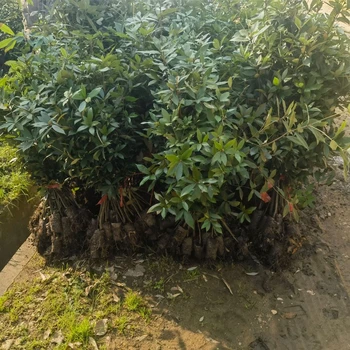 永春便宜福新苗圃赤皮青岡容器苗