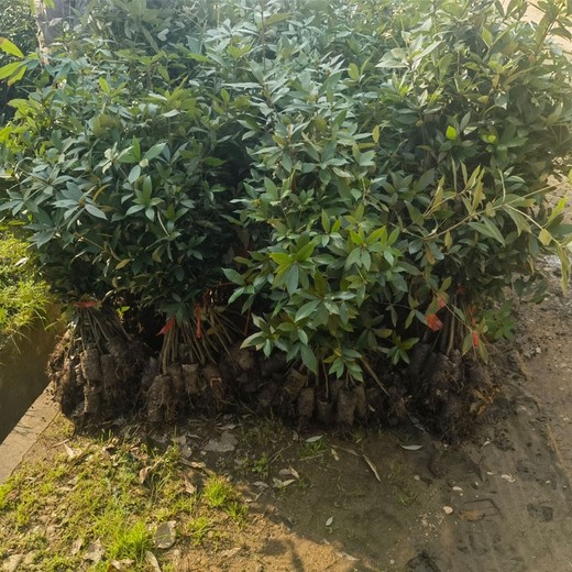文成熱門福新苗圃赤皮青岡無紡布袋苗