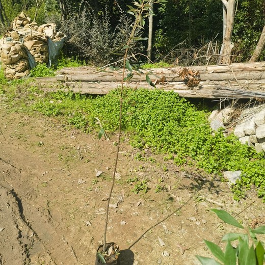 臺(tái)州熱門福新苗圃赤皮青岡無(wú)紡布袋苗