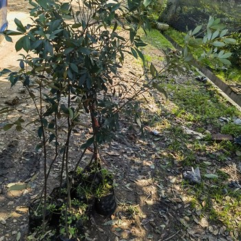 天臺從事福新苗圃赤皮青岡無紡布袋苗