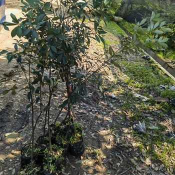 永春便宜福新苗圃赤皮青岡容器苗