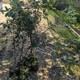 赤皮青岡圖