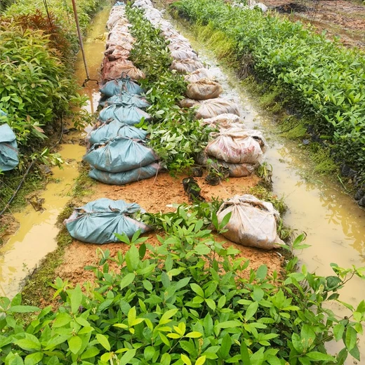 開化制作福新苗圃赤皮青岡杯苗