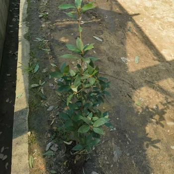 芷江侗族自治從事赤皮青岡苗