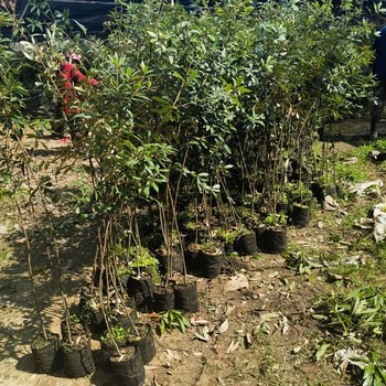 中方制作福新苗圃赤皮青岡無紡布袋苗