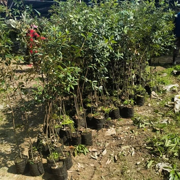 花垣銷售福新苗圃赤皮青岡杯苗