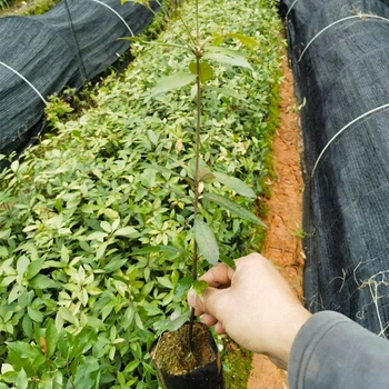 長樂生產(chǎn)福新苗圃赤皮青岡樹苗