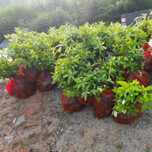 邵陽熱門福新苗圃赤皮青岡樹苗