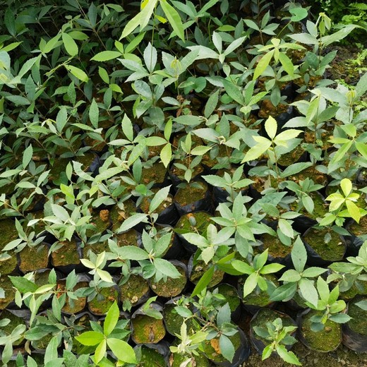 青云譜經(jīng)營(yíng)福新苗圃赤皮青岡無(wú)紡布袋苗