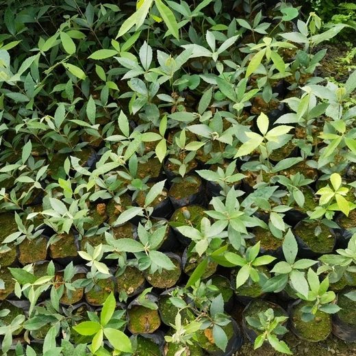 青云譜經(jīng)營福新苗圃赤皮青岡無紡布袋苗