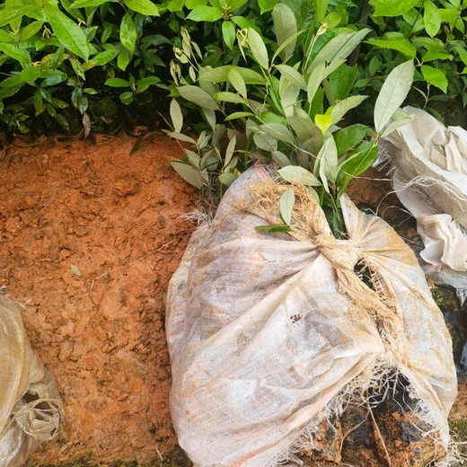 永興經(jīng)營(yíng)福新苗圃赤皮青岡容器苗