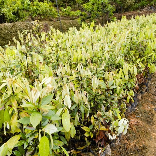 進賢生產福新苗圃赤皮青岡無紡布袋苗
