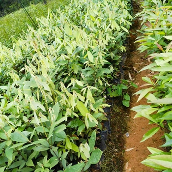 永春便宜福新苗圃赤皮青岡容器苗