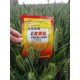 增強(qiáng)光合作用糧滿倉(cāng)小麥葉面肥招商圖