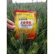 增強(qiáng)光合作用糧滿倉(cāng)小麥葉面肥功效圖