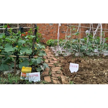 根旺苗壯生根肥生根劑噴施時(shí)間,為峰肥業(yè)廠家