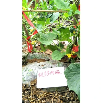 根系發(fā)達(dá)速生根生根劑肥料,為峰肥業(yè)廠家