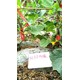 促進(jìn)生根生根液生根劑水溶肥,為峰肥業(yè)廠家產(chǎn)品圖