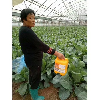 根旺苗壯速生根生根劑廠家,為峰肥業(yè)廠家