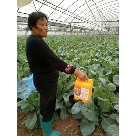 根旺苗壯速生根生根劑哪里賣(mài),為峰肥業(yè)廠家