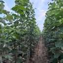 江西新余地徑2公分毛白楊毛白楊小苗基地,種植技術(shù),新疆楊
