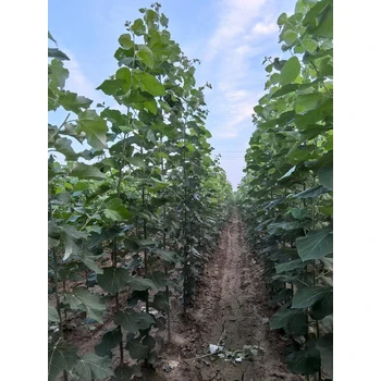 江蘇南通胸徑2公分毛白楊毛白楊小苗小苗,種植技術(shù),無絮楊