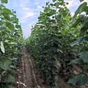 遼寧撫順地徑2公分毛白楊毛白楊小苗小苗,種植基地,新疆楊