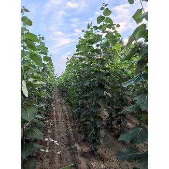 河南許昌米徑2公分毛白楊毛白楊小苗價格,種植技術(shù),新疆楊