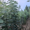 陜西商洛地徑2公分毛白楊毛白楊小苗價格,種植技術,新疆楊