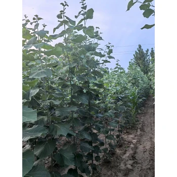 陜西延安米徑2公分毛白楊毛白楊小苗基地,種植基地,新疆楊