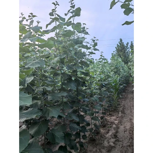 河南焦作地徑2公分毛白楊毛白楊小苗基地,價格,新疆楊