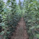 新疆北屯地徑2公分毛白楊毛白楊小苗價格,種植基地,無絮楊