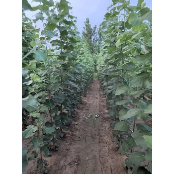 新疆哈密米徑2公分毛白楊毛白楊小苗基地,種植技術(shù),新疆楊