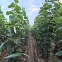 甘肅定西胸徑2公分毛白楊毛白楊小苗小苗,種植基地,無絮楊