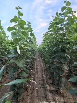 四川廣元米徑2公分毛白楊毛白楊小苗小苗,種植技術(shù),無絮楊