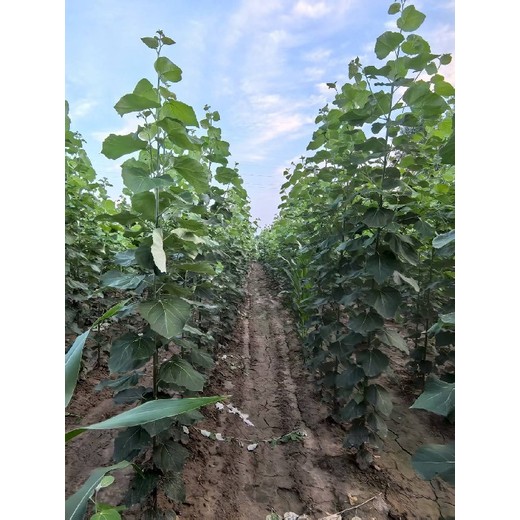 甘肅定西米徑2公分毛白楊毛白楊小苗價格,種植基地,新疆楊