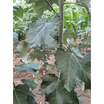 四川達(dá)州地徑2公分毛白楊毛白楊小苗價(jià)格,價(jià)格,雄性窄冠毛白楊