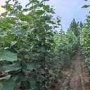 江蘇徐州地徑2公分毛白楊毛白楊小苗小苗,種植技術(shù),新疆楊