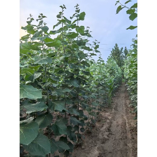 甘肅隴南米徑2公分毛白楊毛白楊小苗價格,種植基地,新疆楊