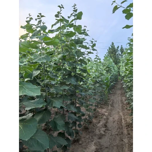 山東淄博地徑2公分毛白楊毛白楊小苗基地,種植技術,無絮楊