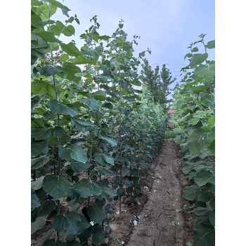 江西新余米徑2公分毛白楊毛白楊小苗小苗,種植技術(shù),無絮楊