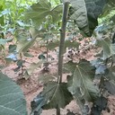 山西臨汾地徑2公分毛白楊毛白楊小苗小苗,種植技術(shù),無絮楊