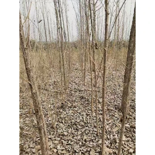 河南鶴壁107速生楊樹苗,楊樹苗,意楊