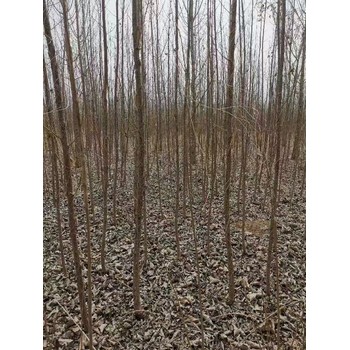 陜西西安107速生楊種條,楊樹苗,太青楊